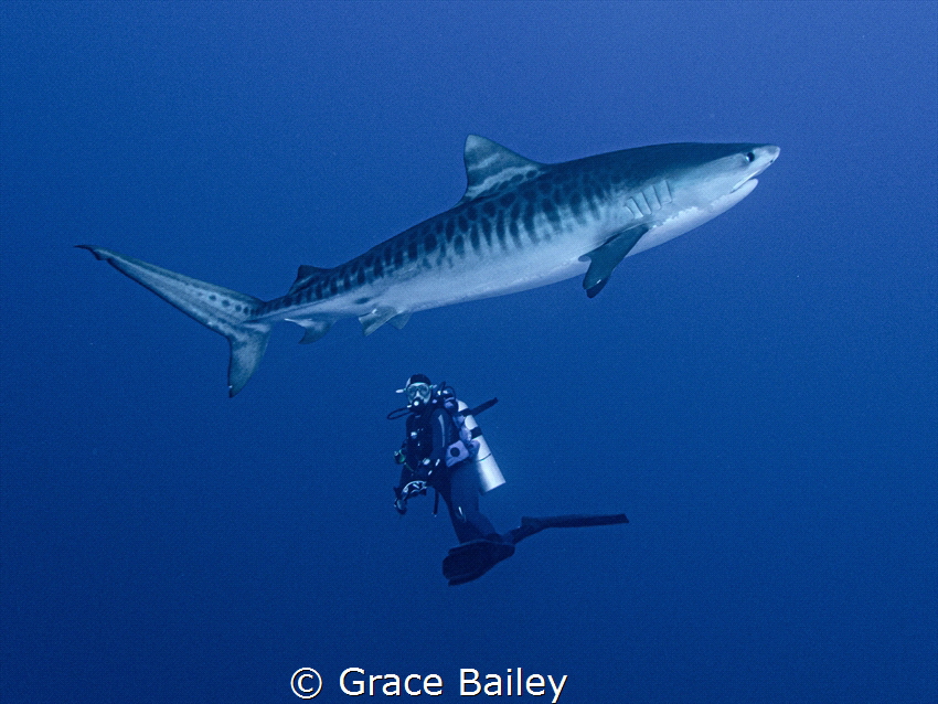 It was towards the end of a dive, when this tiger shark e... by Grace Bailey 
