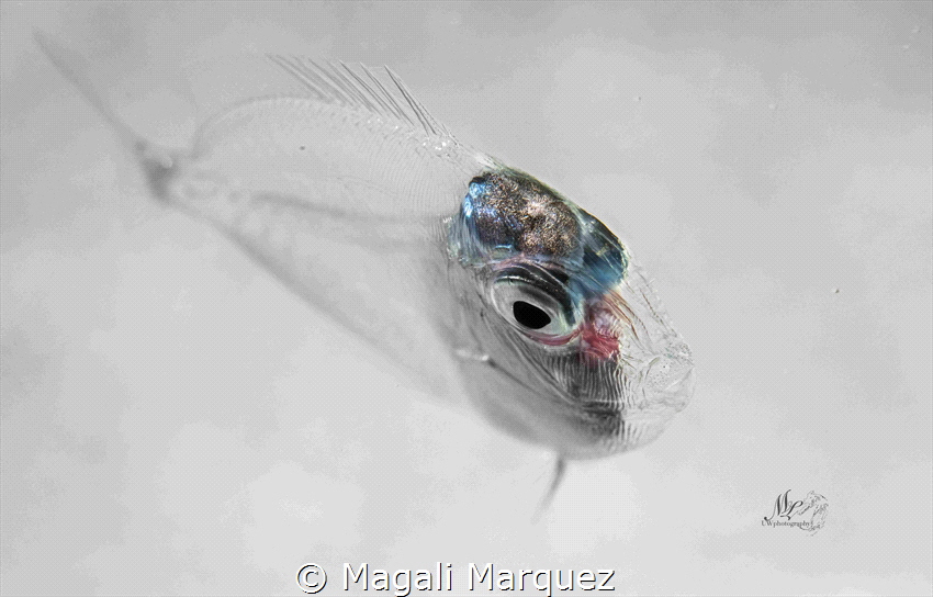 X-Ray Surgeonfish by Magali Marquez 