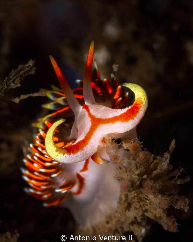 Phidiana militaris nudibranch_Wreck dive site_Goa_2022
(... by Antonio Venturelli 