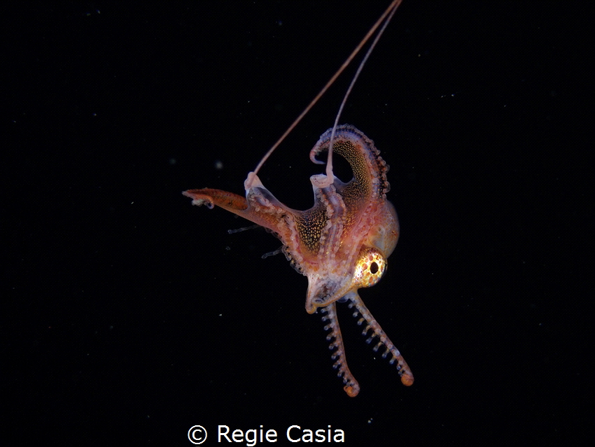blanket octopus by Regie Casia 