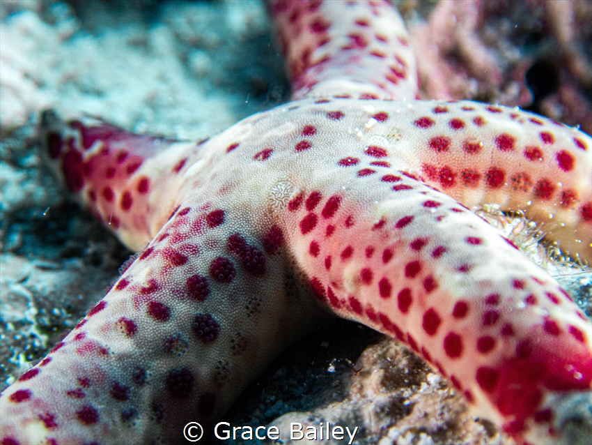 Up close to a spotty dotty Seastar by Grace Bailey 