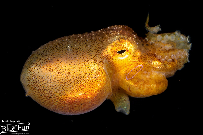 Larval Mototi Octopus - Blackwater Diving by Jacek Bugajski 