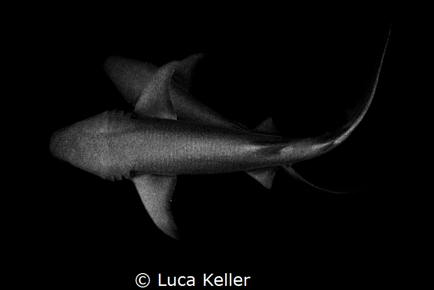 The Nurse Shark Couple - monochrome "Nebrius ferrugineus" by Luca Keller 