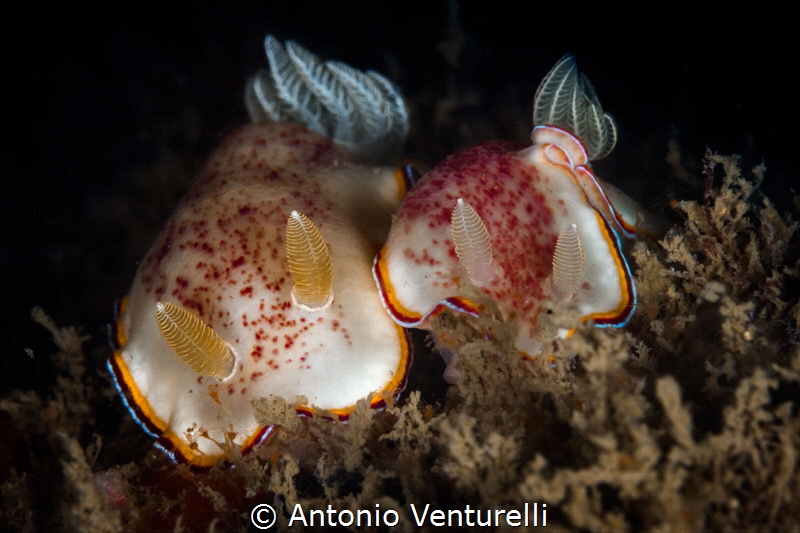 That day the visibility was terrible, a meter or less .. ... by Antonio Venturelli 