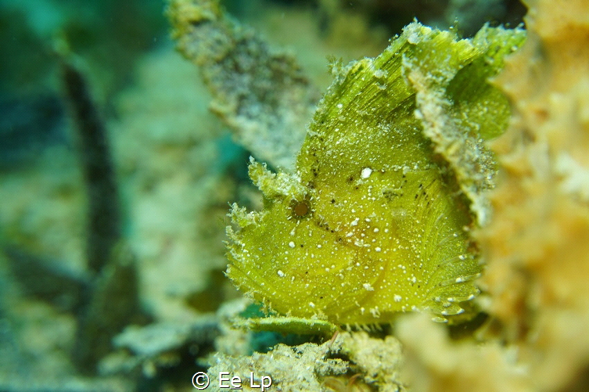 "Tip-tilt". Taenianotus triacanthus (leaf scorpionfish). ... by E&e Lp 