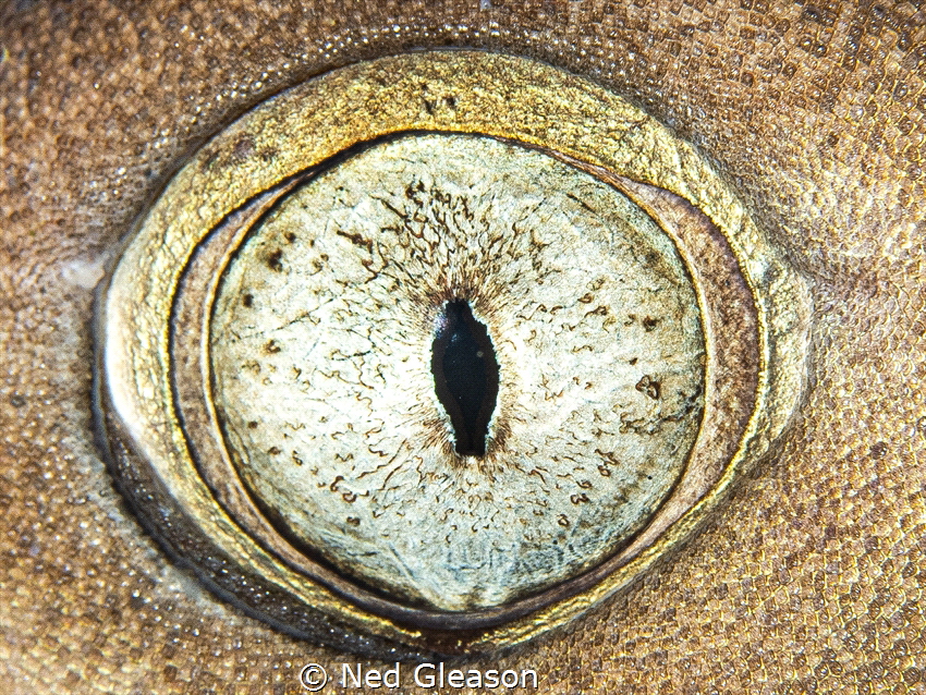 Reef shark eye by Ned Gleason 