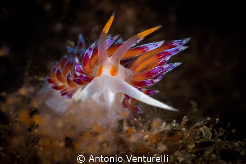 I took this photo one second before this Cratena nudibran... by Antonio Venturelli 