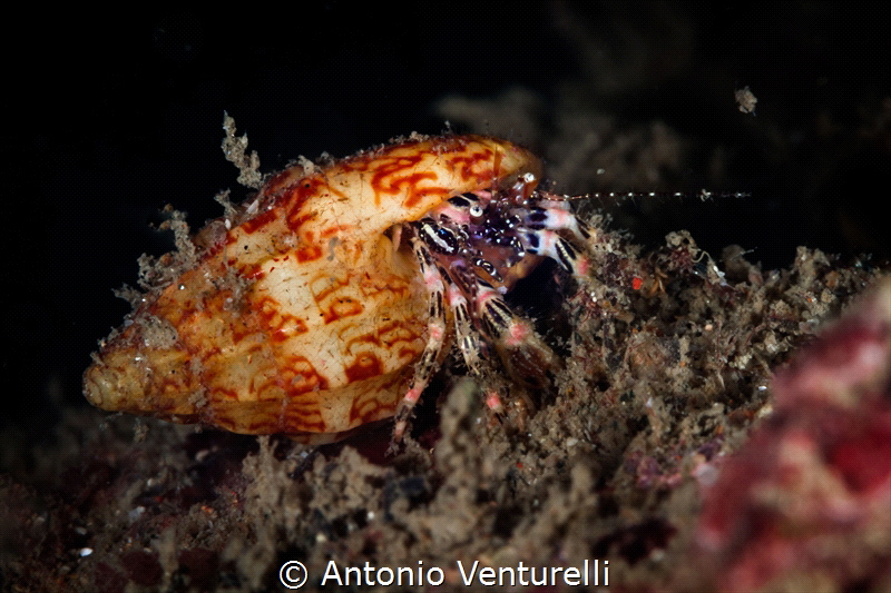 This is small Hermit crab having very pretty colors on it... by Antonio Venturelli 