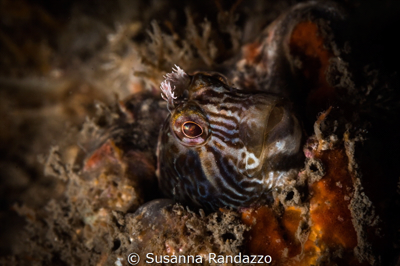 A blenny looks out of its burrow suspiciously. Note the f... by Susanna Randazzo 