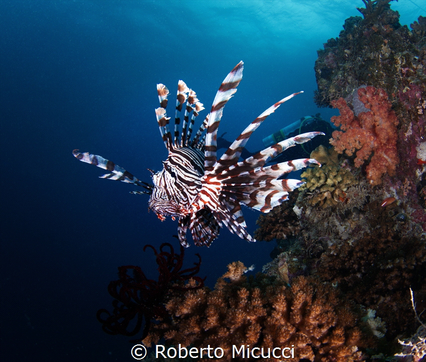 Lion Fish @ Coral Sea by Roberto Micucci 