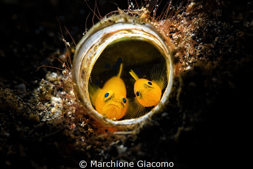The blue eyes . Yellow goby in the tunnel by Marchione Giacomo 