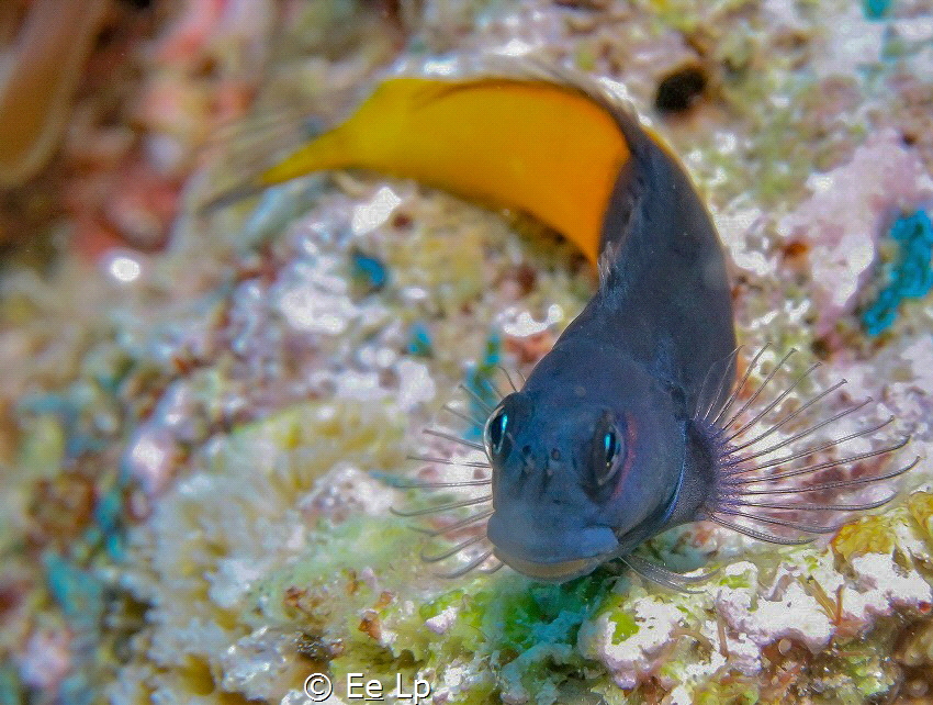 Ecsenius bicolor (Two-colour blenny). (f/9, 1/160, ISO-50... by E&e Lp 