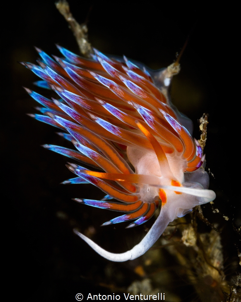 Cratena nudibranchs, fascinating creatures of Mediterrane... by Antonio Venturelli 