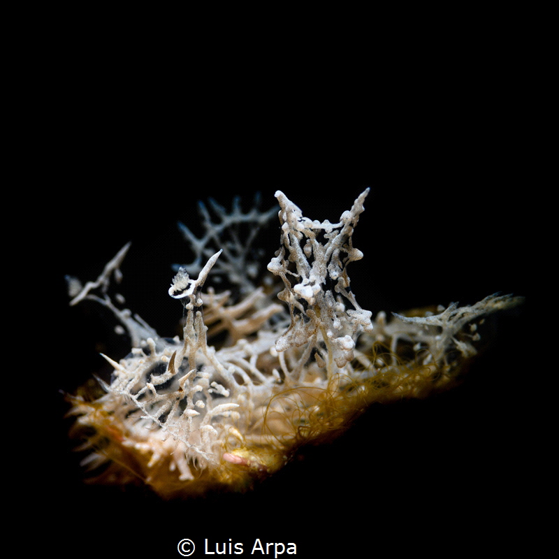 Melibe colemani aka "ghost nudi". by Luis Arpa 