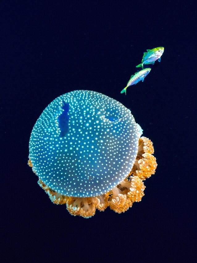 White Spotted Jellyfish with refugees by Roy See 