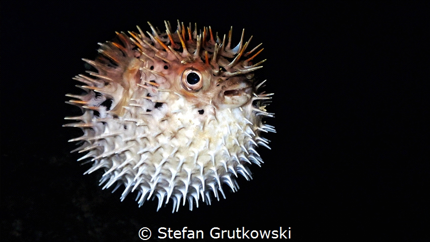 This Spot-fin Porcupinefish is fully inflated underneath ... by Stefan Grutkowski 