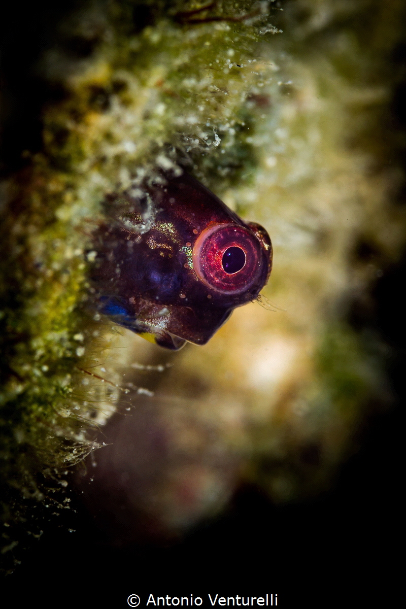 "Good morning! "seems to say this little goby met at the ... by Antonio Venturelli 