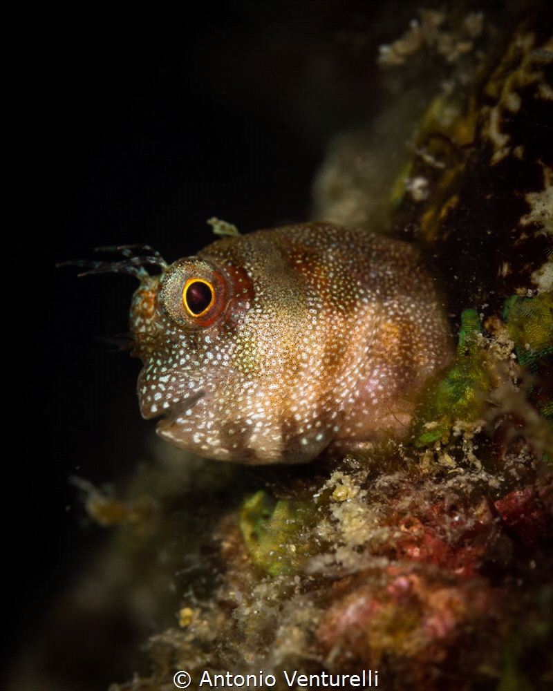 Microlife on the Andamans reef.Here we see a beautiful Bl... by Antonio Venturelli 