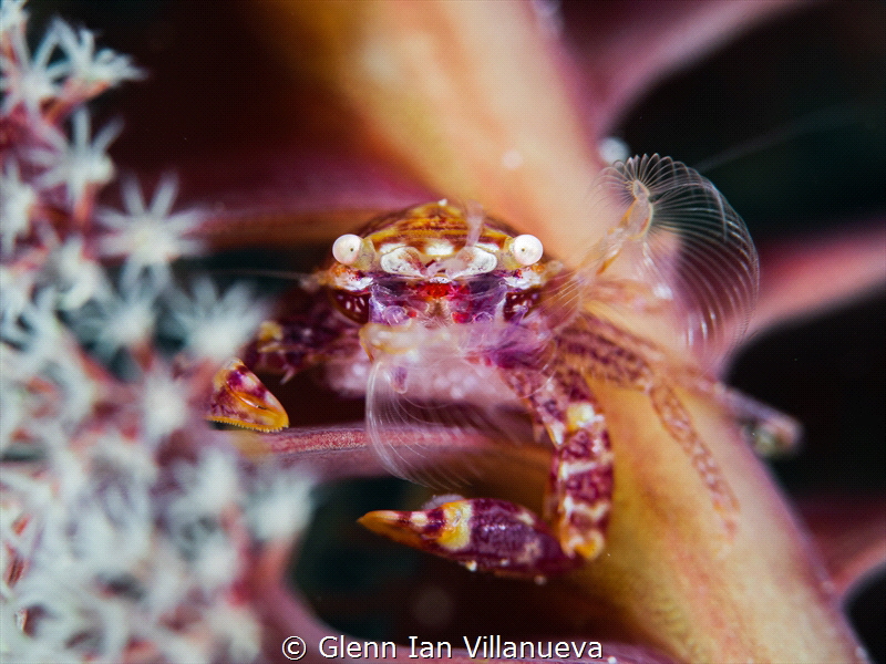This is a photo of a pregnant seapenn crab, trying to cat... by Glenn Ian Villanueva 