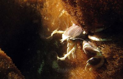 Anemone crab fishing for plankton, taken at Malong, Phi P... by Tobias Reitmayr 