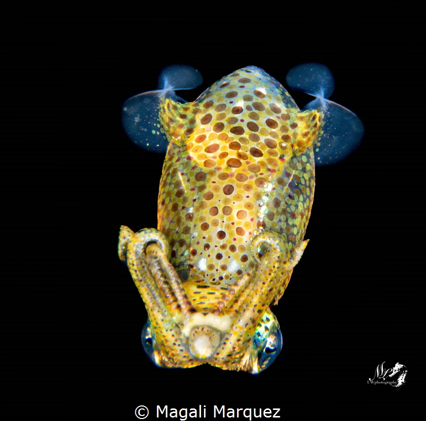Grass squid shot during Bonfire diving by Magali Marquez 