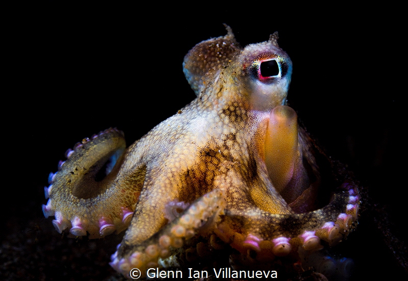 This is a photo of a coconut octopus playing along on the... by Glenn Ian Villanueva 
