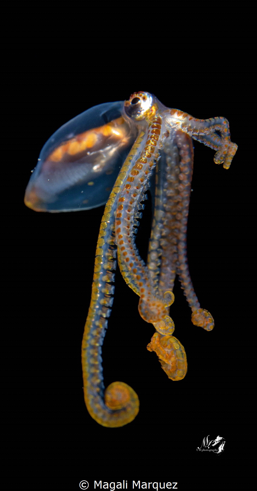 Long arm Octopus 
Bonfire diving 
 by Magali Marquez 