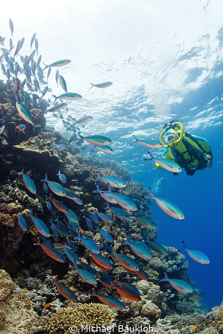 Red Sea Diving by Michael Baukloh 