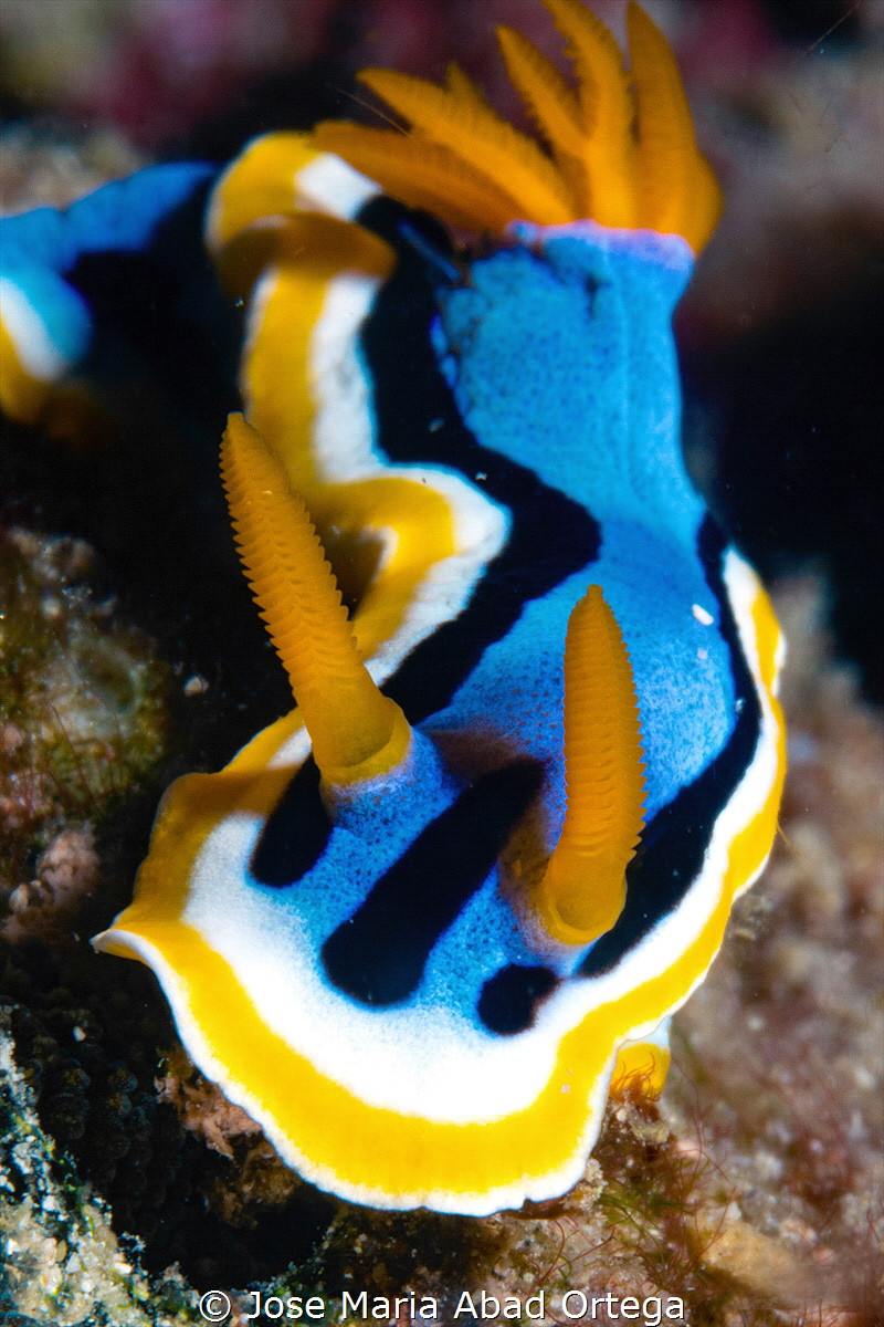 Chromodoris elisabethina by Jose Maria Abad Ortega 