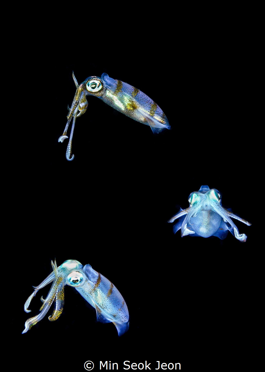 3 squids by Min Seok Jeon 