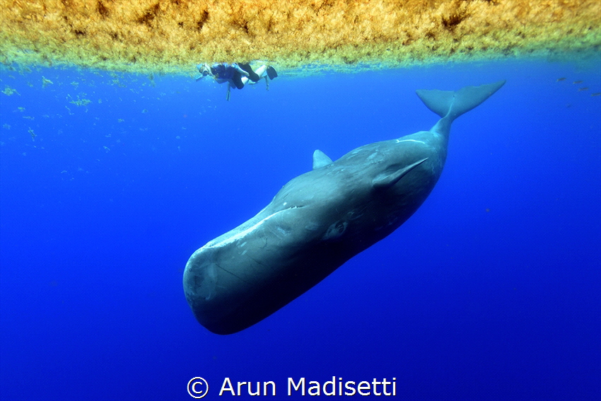 Peek a boo. A Sperm Whale called "Can Opener" playing hid... by Arun Madisetti 