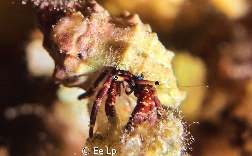 Dardanus lagopodes (White-stalked hermit crab). (f/5.6, 1... by E&e Lp 