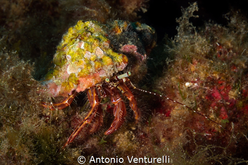 Close up photo of an Hermit Crab ( Dardanus arrosor) in i... by Antonio Venturelli 