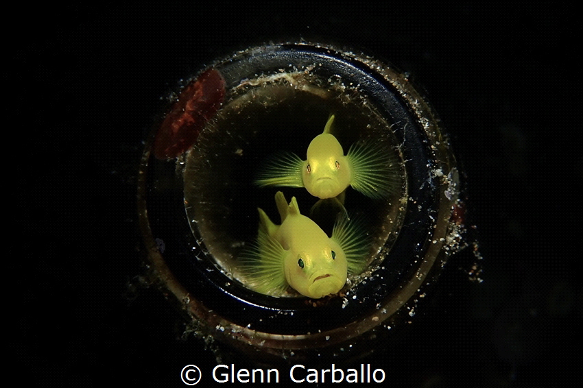 Lemon goby, taken in Anilao by Glenn Carballo 