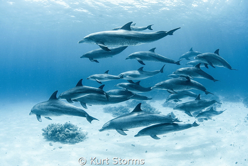 Dolphins Egypt by Kurt Storms 
