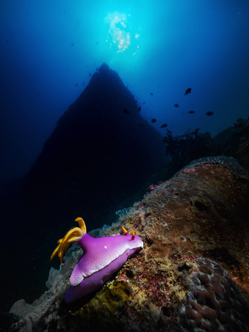 Mountaineer of a nudibranch, ascending a submerged pinnacle. by Roy See 