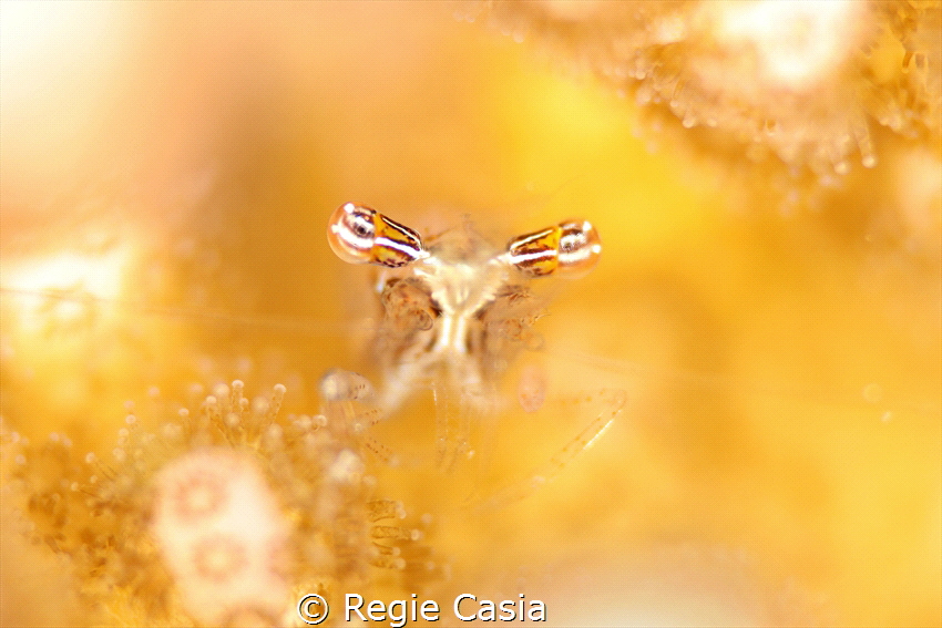 Coral Shrimp by Regie Casia 