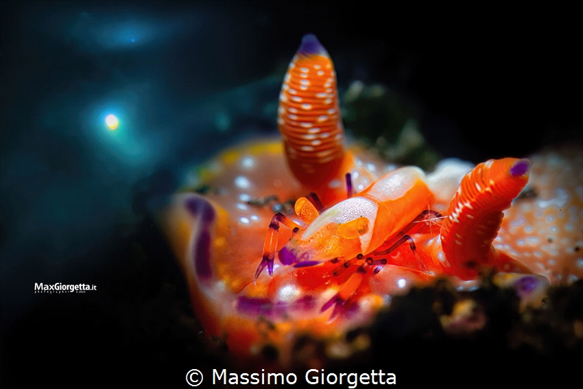 emperor shrimp by Massimo Giorgetta 