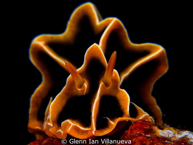 This is a photo of a nudibranch, Reticulidia Halgerda. Sp... by Glenn Ian Villanueva 