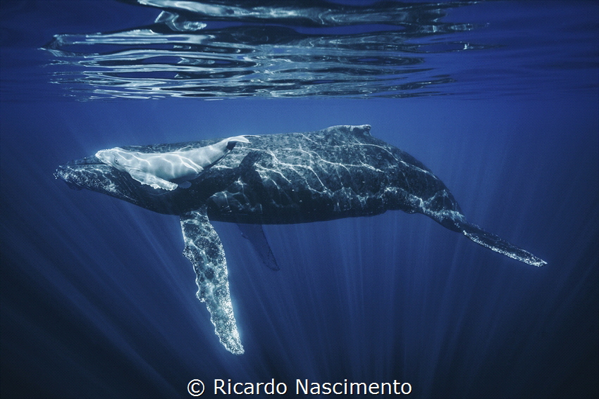 A sight of a humpback whale mother and her precious calf ... by Ricardo Nascimento 