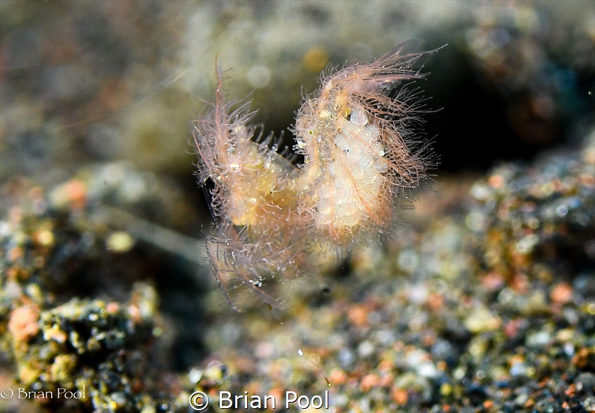 This hairy shrimp was flicking from one spot to the next,... by Brian Pool 