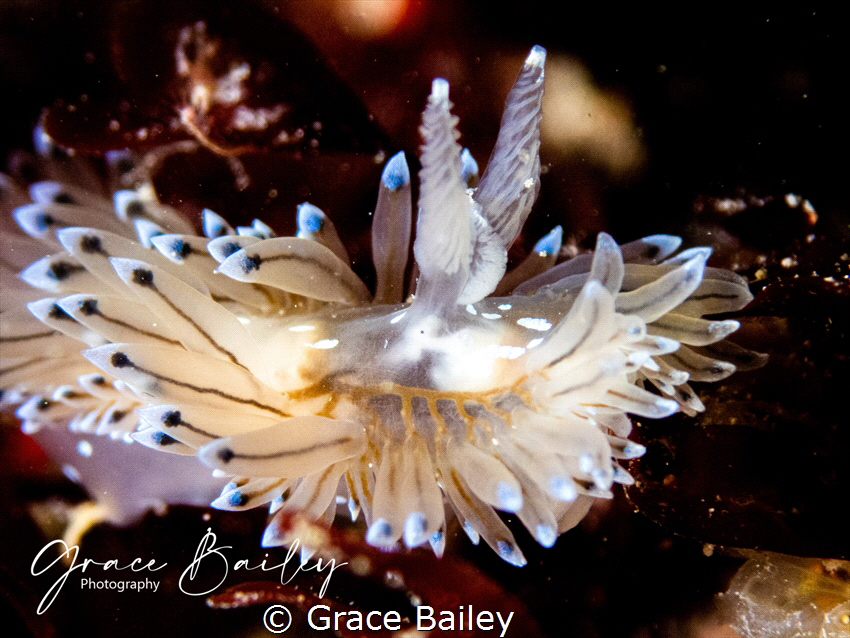 Nudibranch by Grace Bailey 