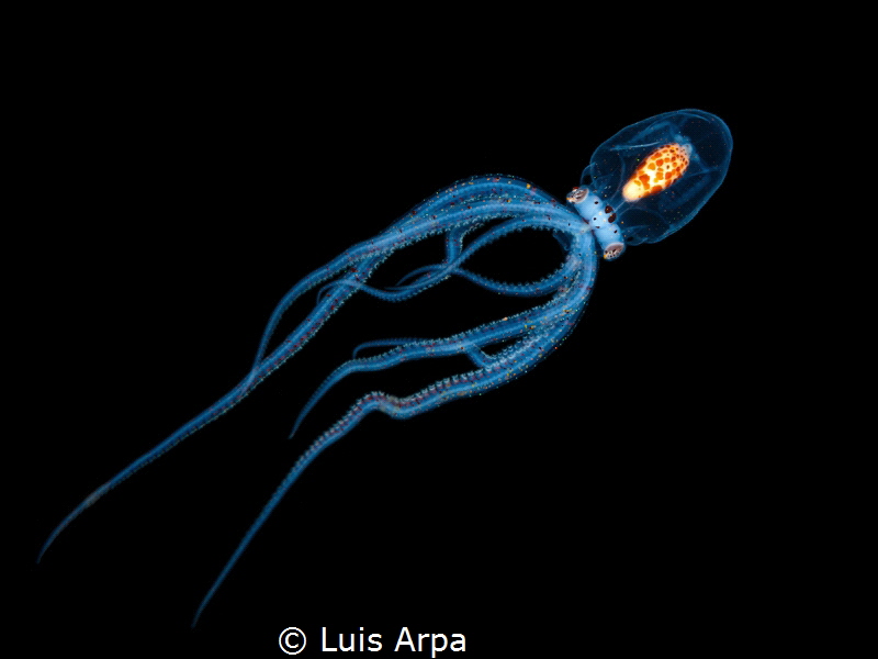 Wunderpus photogenicus, juvenile. by Luis Arpa 