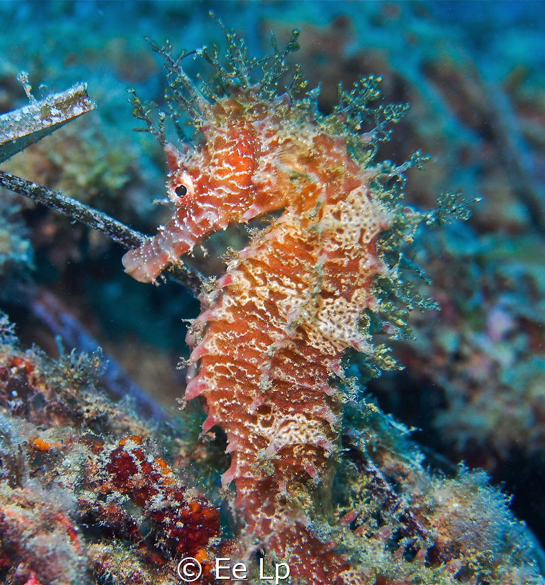 Hippocampus guttulatus (long-snouted seahorse) at Torrede... by E&e Lp 