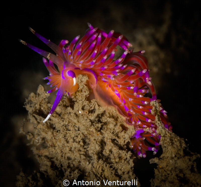 During my dives in Goa,sometimes I came across a Flabelli... by Antonio Venturelli 