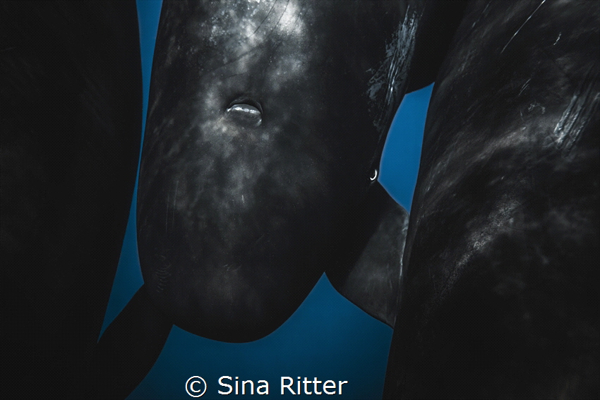 Ocean Giants by Sina Ritter 
