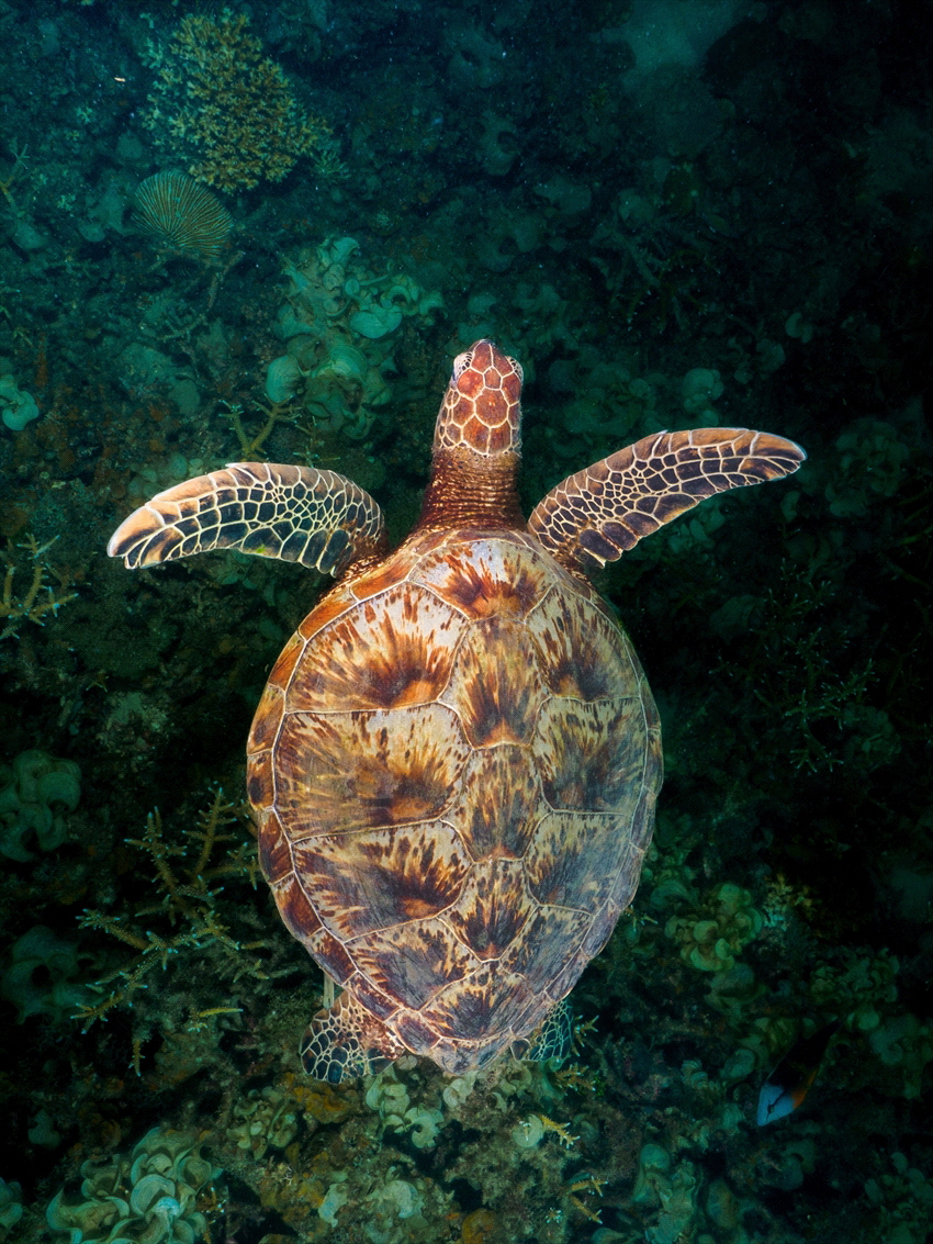 Green Turtle. DG Leica Summilux 9mm F1.7 by Roy See 