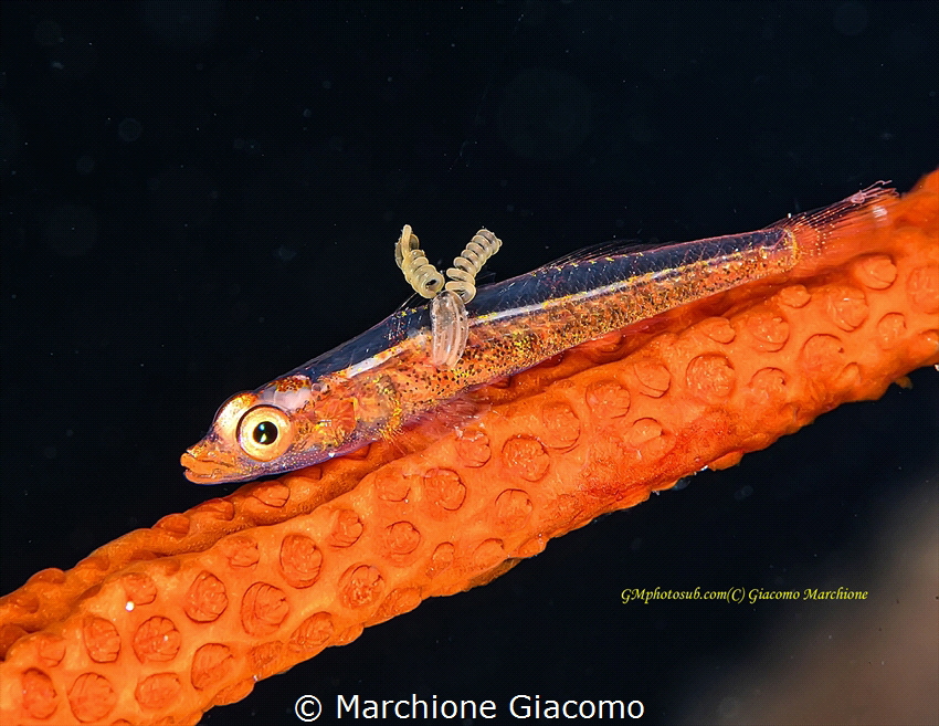 Together. Goby and parassite by Marchione Giacomo 