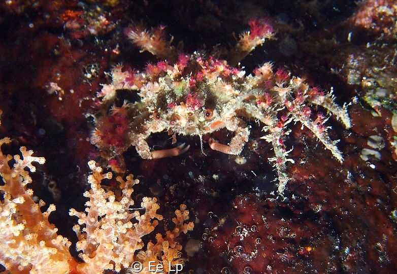 Schizophrys aspersa (eyelash spider crab) next to yellow ... by E&e Lp 