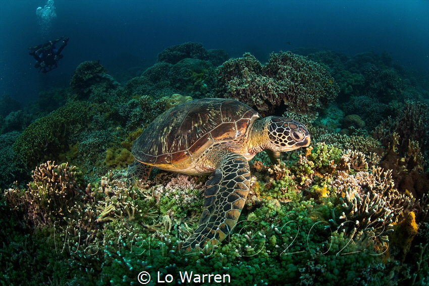 A green turtle feeding on the reef. by Lo Warren 